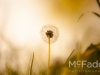 mcfade_stock_nature_20120524_109