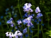 mcfade_stock_nature_20120524_195