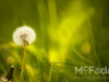 mcfade_stock_nature_20120524_94