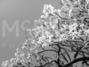 mg_4314