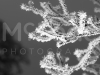 mg_4317