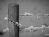 mg_4330