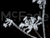 mg_4368