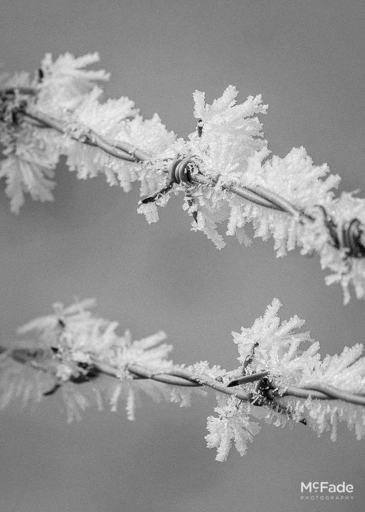 _MG_4339