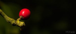 A single bright red berry on a mossy branch against a dark background.