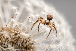 A small brown spider on a dandelion seed head with white, delicate seeds against a blurred background.