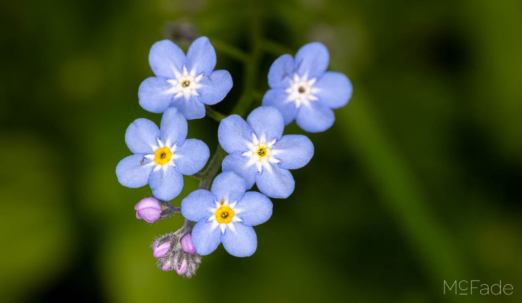 Cluster of blue forget-me-not flowers with yellow centers and pink buds, set against a blurred green background.